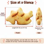 Realistic Ginger Root Plush Pillow — proposed size reference; dimensions require sample confirmation.